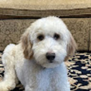 Meet your Posher, Emina